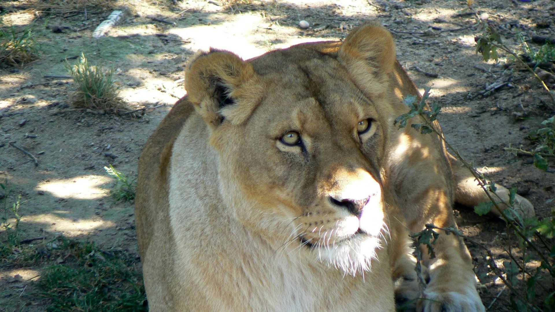 Fonds d'cran Animaux Flins - Lions Lionne - safari de peaugres