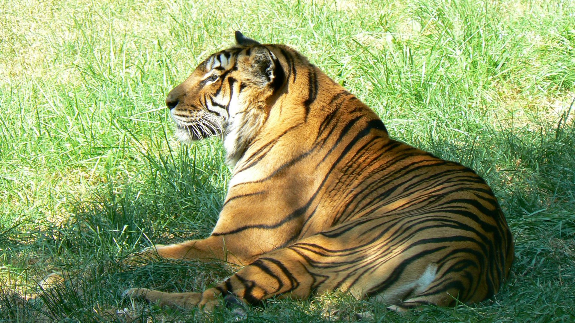 Fonds d'cran Animaux Flins - Tigres Tigre - Safari de peaugres