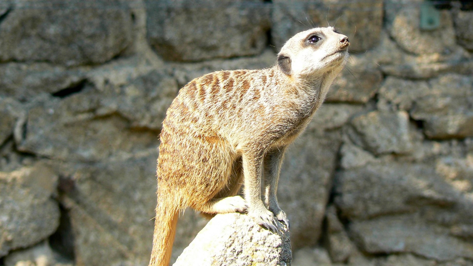 Fonds d'cran Animaux Suricates Suricate - Safari de peaugres