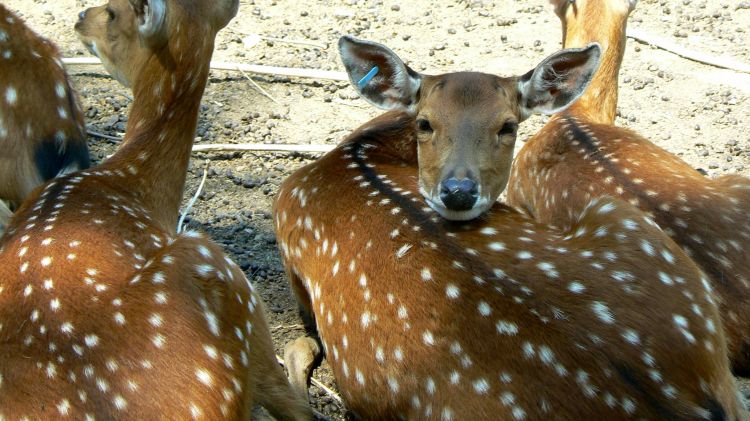 Wallpapers Animals Cervids Safari de peaugres 02