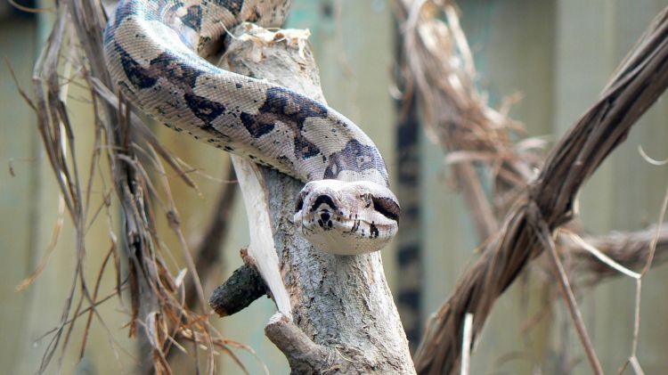 Fonds d'cran Animaux Serpents Serpent - Safari de peaugres