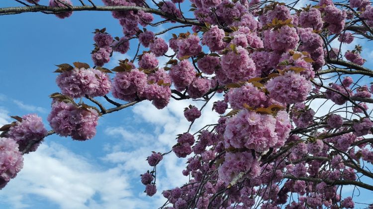 Fonds d'cran Nature Fleurs arbre en fleur