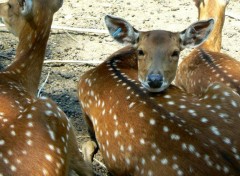  Animals Safari de peaugres 02