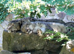  Animals Safari de peaugres 05