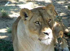  Animaux Lionne - safari de peaugres