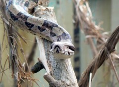  Animals Serpent - Safari de peaugres