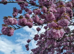  Nature arbre en fleur