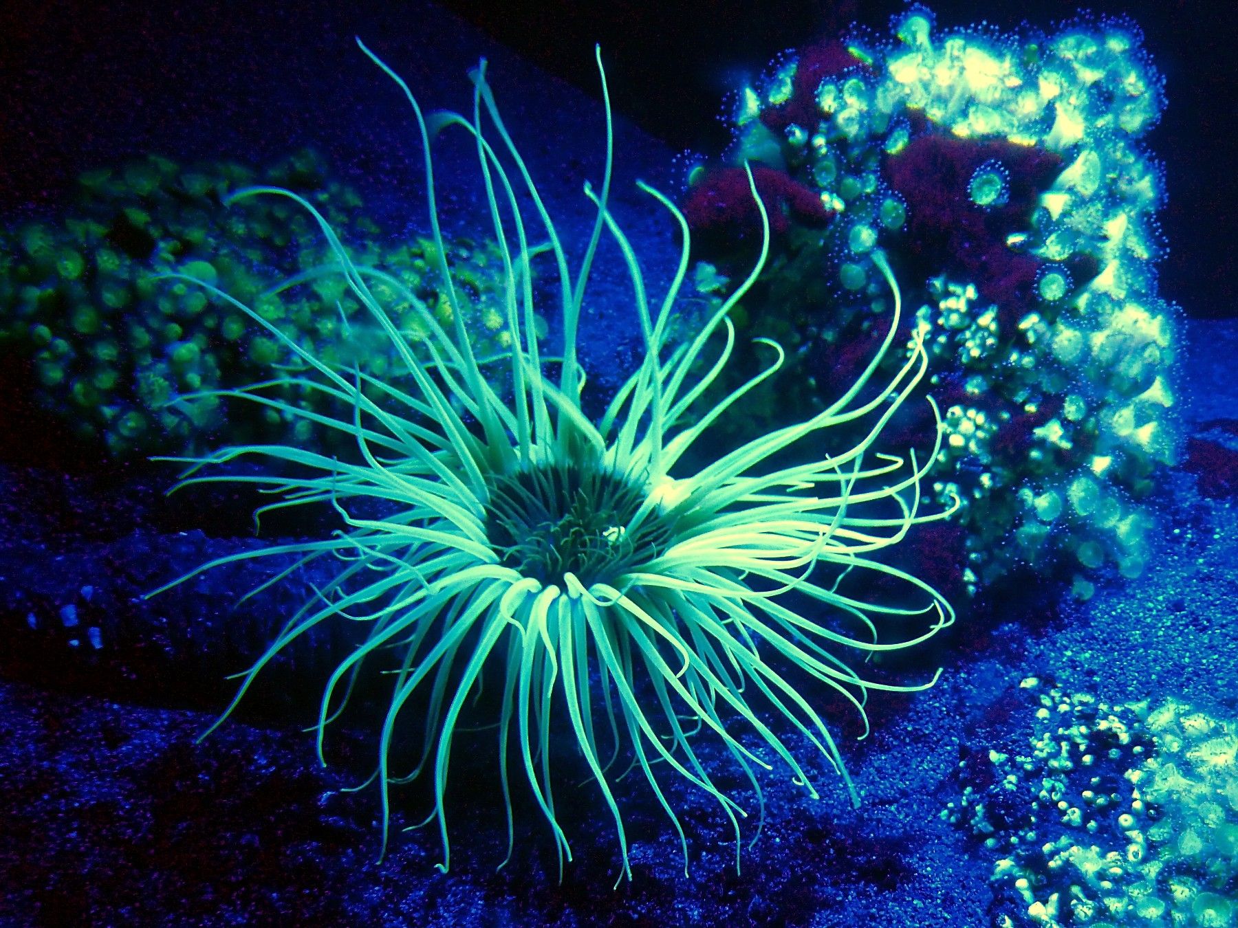 Fonds d'cran Nature Fonds marins 