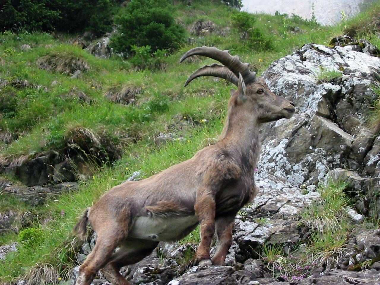 Fonds d'cran Animaux Bouquetins Bouquetin