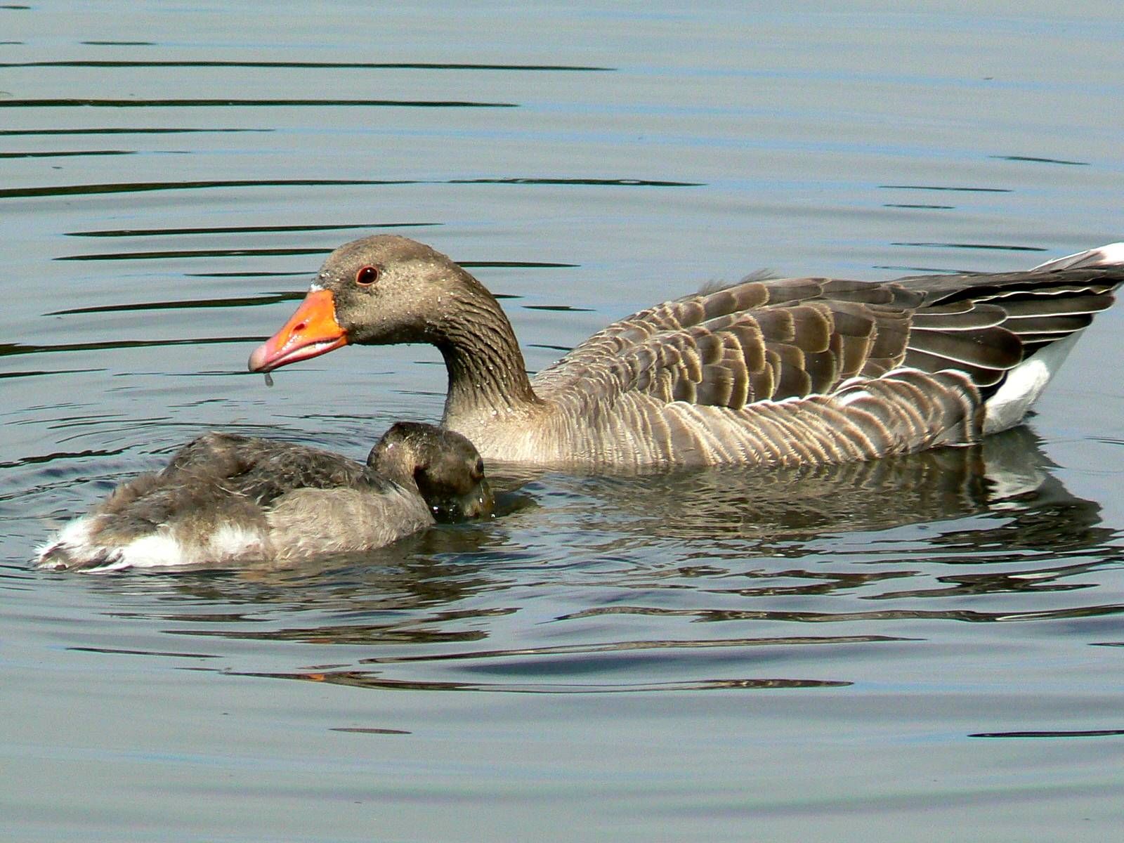 Wallpapers Animals Birds - Ducks Canards