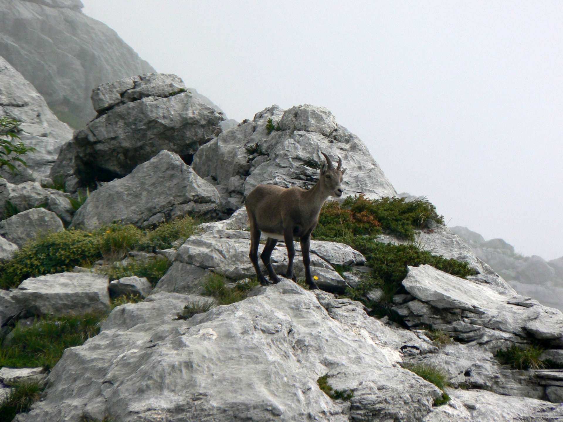 Wallpapers Animals Chamois Chamois