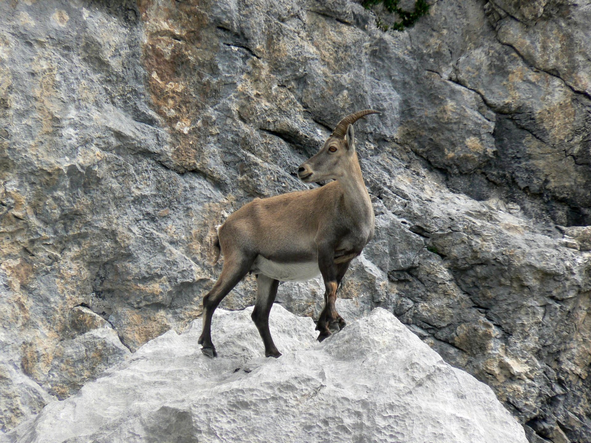 Fonds d'cran Animaux Chamois Chamois