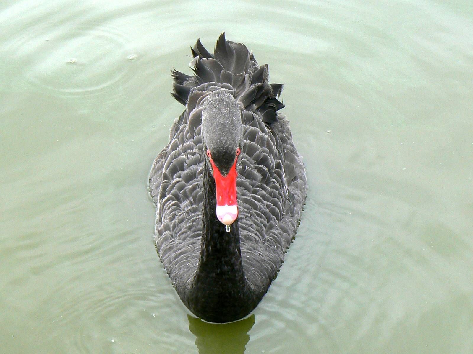 Wallpapers Animals Birds - Swans Cygne noir