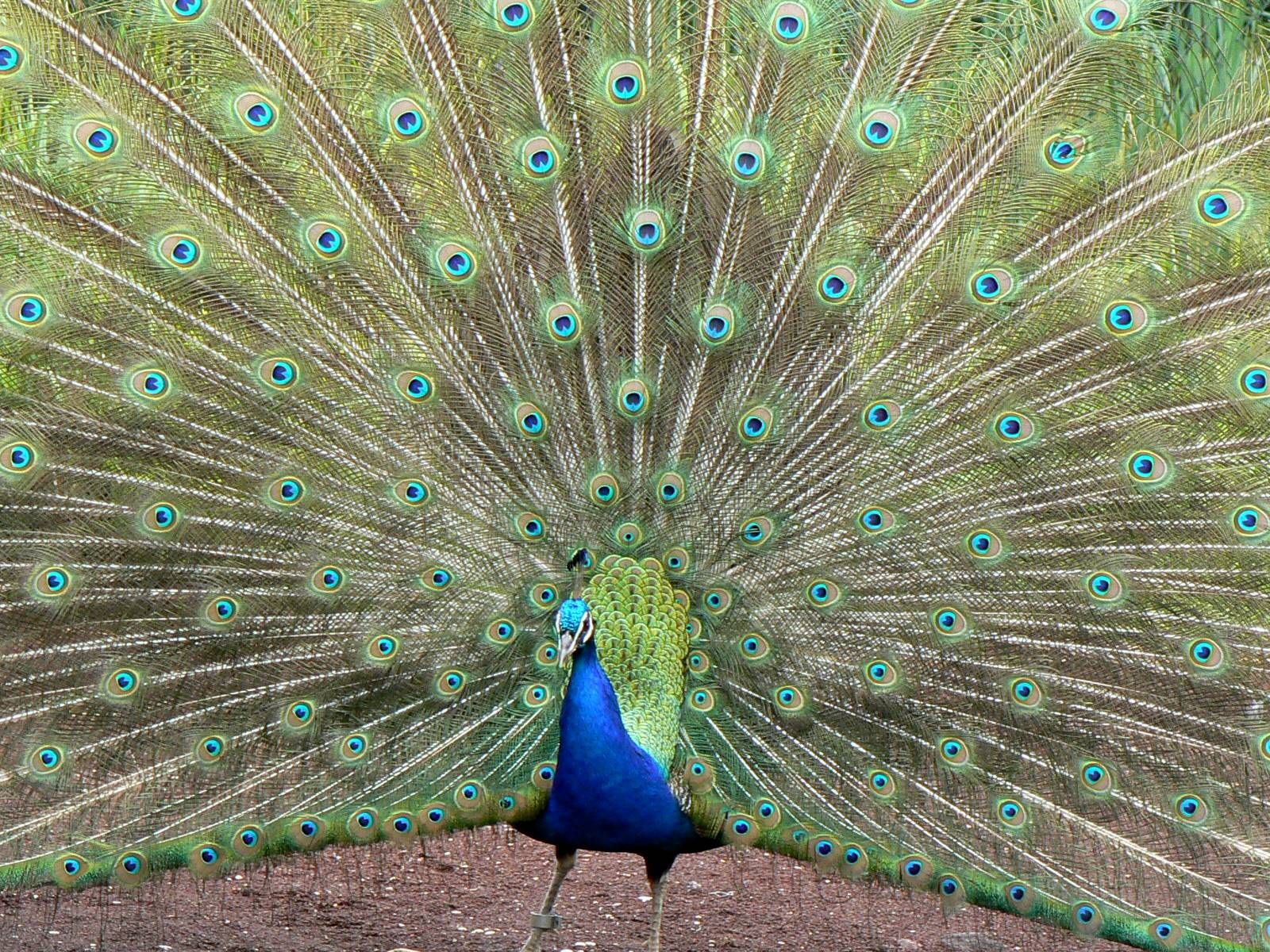 Fonds d'cran Animaux Oiseaux - Paons Paon devant