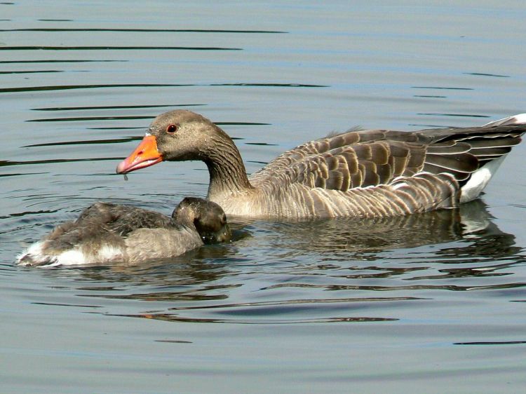 Fonds d'cran Animaux Oiseaux - Canards Canards