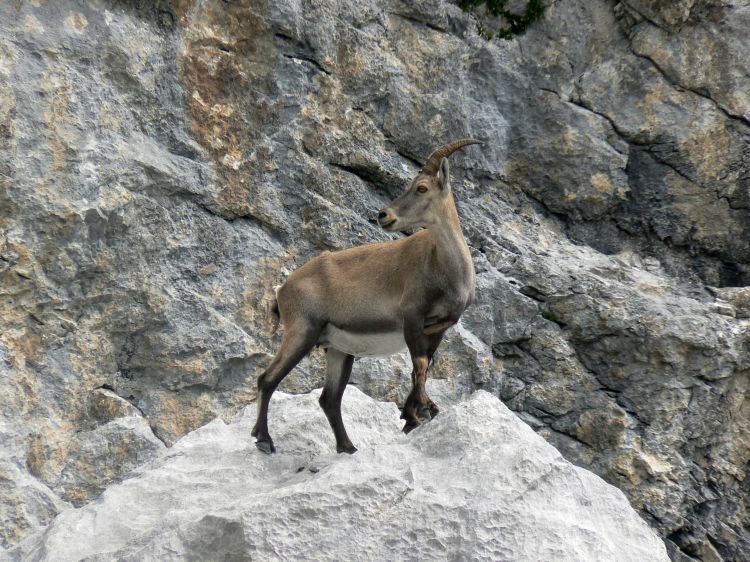 Wallpapers Animals Chamois Chamois