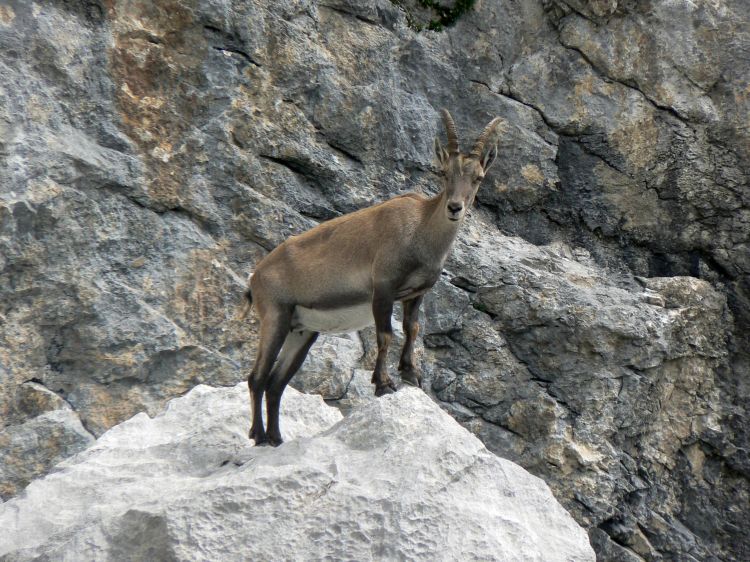 Fonds d'cran Animaux Chamois Chamois