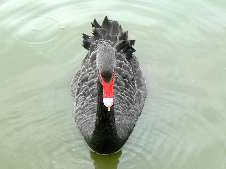 Fonds d'cran Animaux Oiseaux - Cygnes Cygne noir