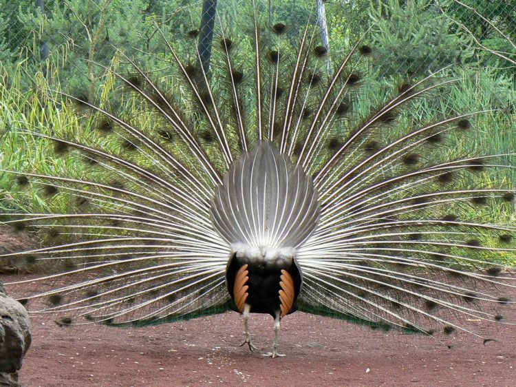 Fonds d'cran Animaux Oiseaux - Paons Paon de derrière