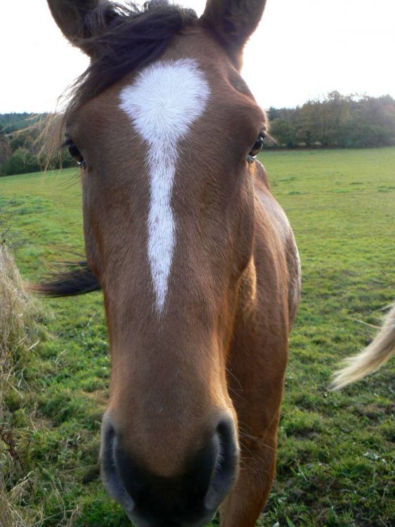 Fonds d'cran Animaux Chevaux Cheval