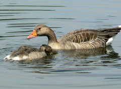  Animaux Canards