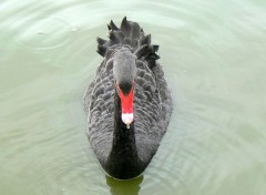  Animals Cygne noir