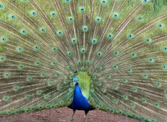  Animaux Paon devant