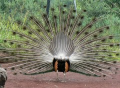  Animaux Paon de derrière