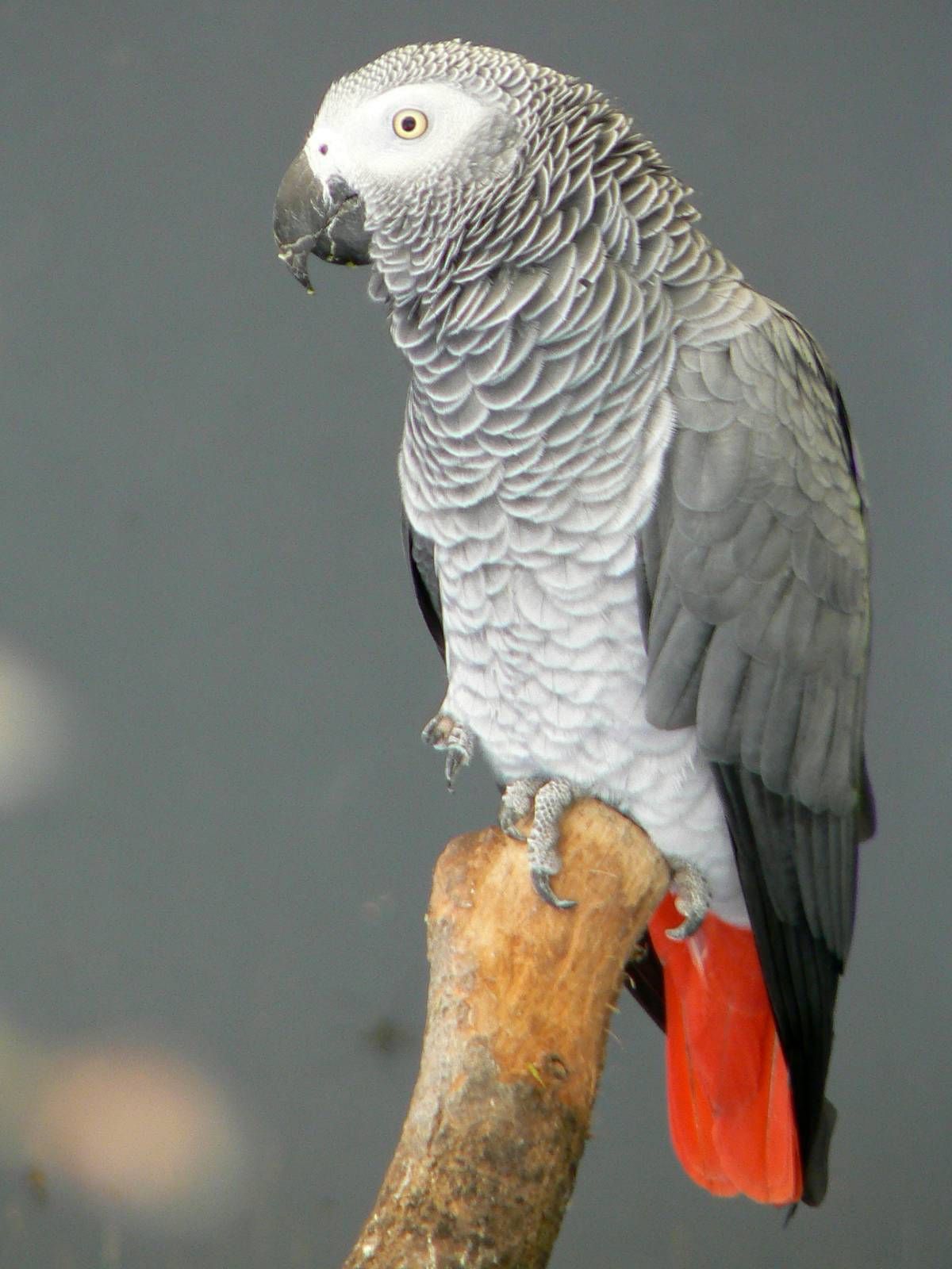 Fonds d'cran Animaux Oiseaux - Perroquets Perroquet gris