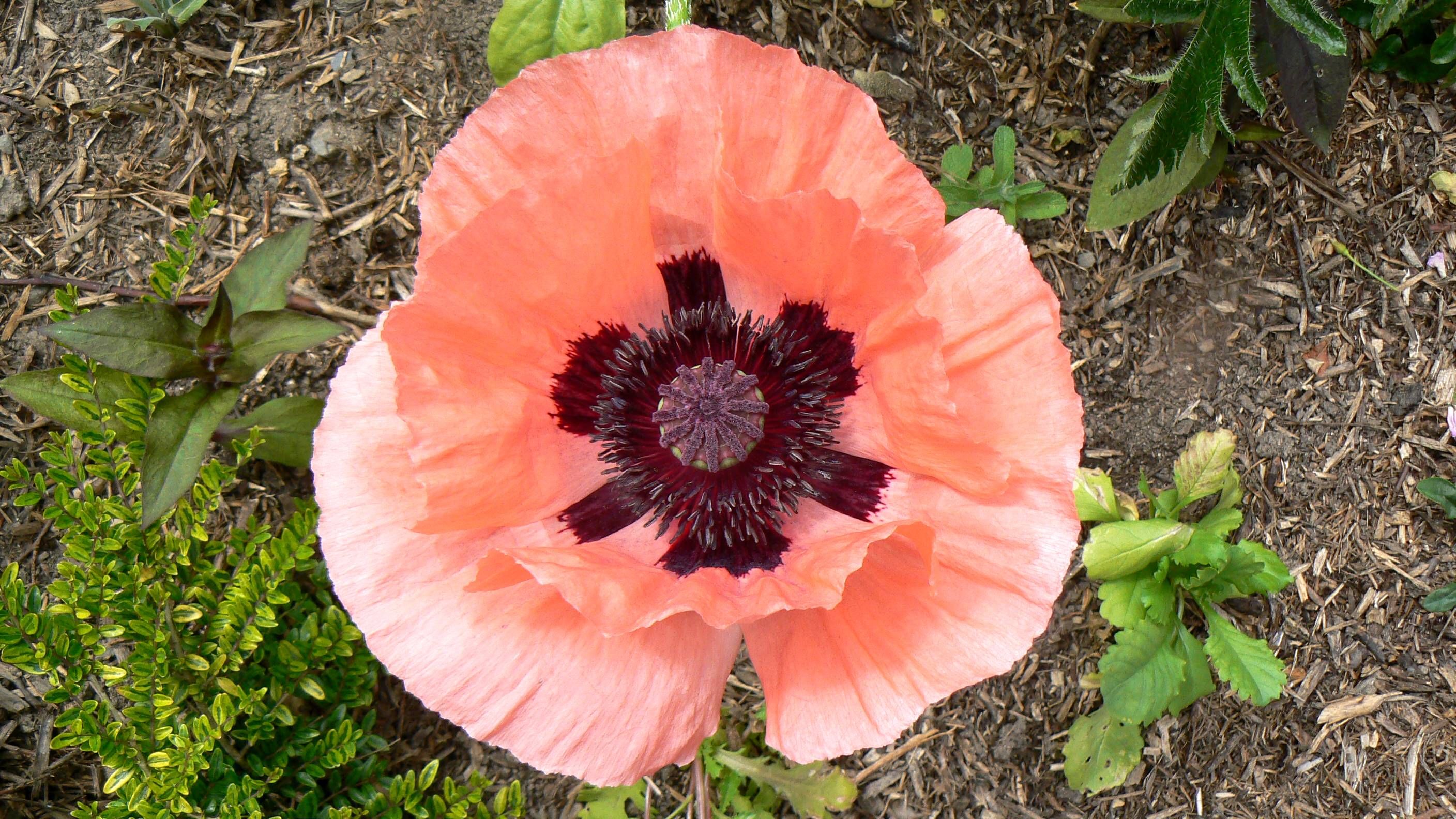 Fonds d'cran Nature Fleurs Pavot