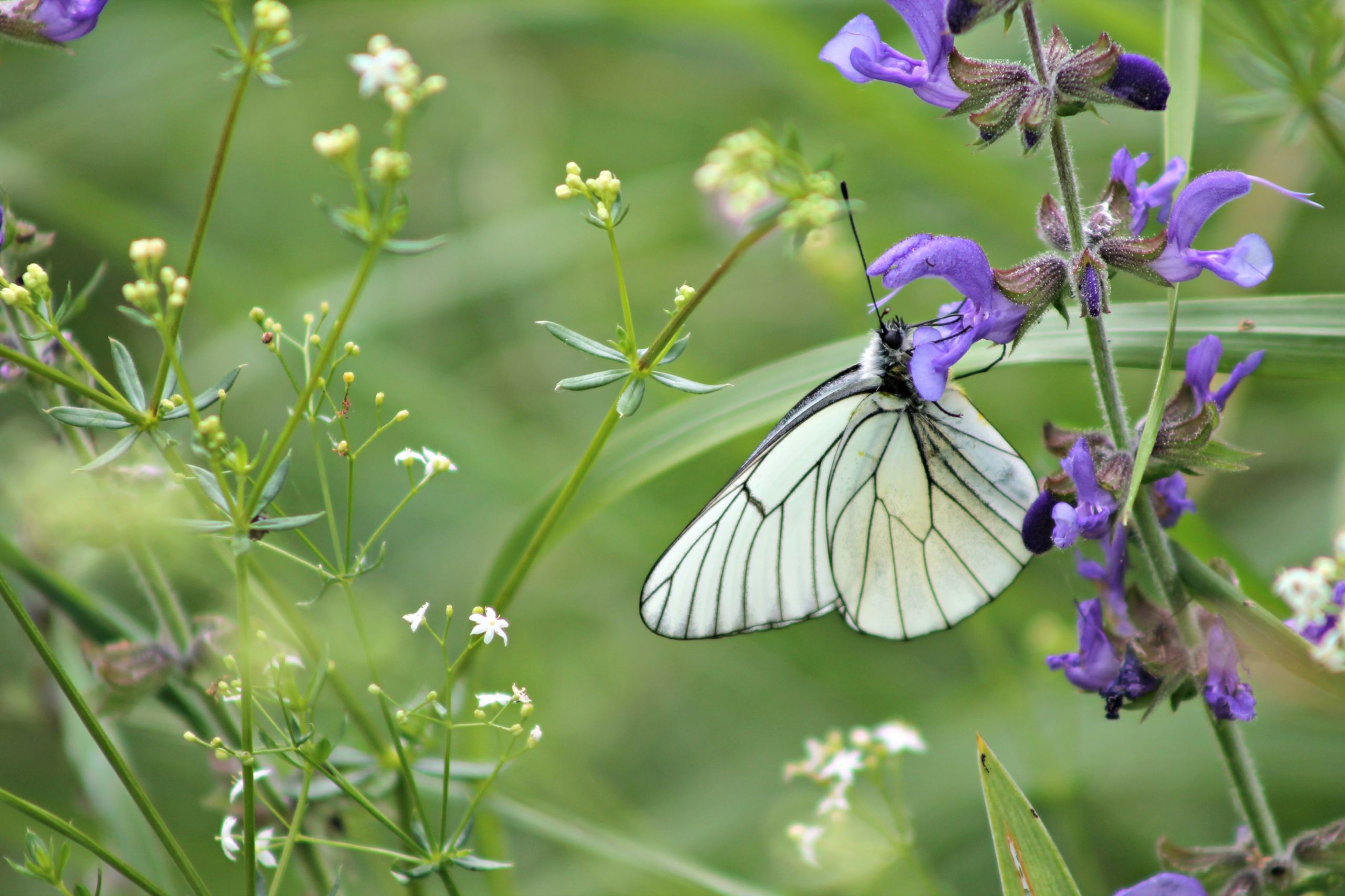 Wallpapers Animals Insects - Butterflies 