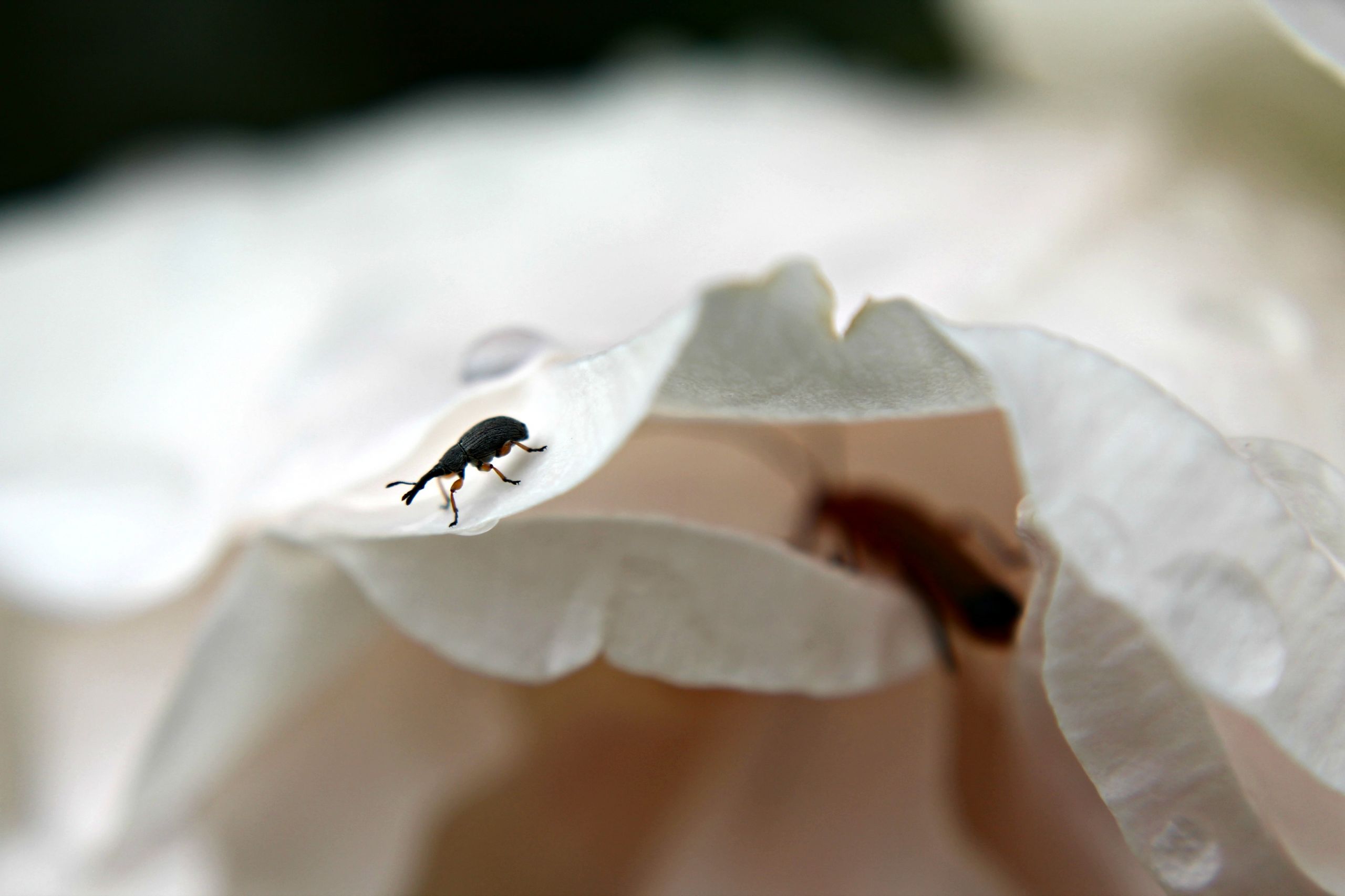 Fonds d'cran Animaux Insectes - Divers 