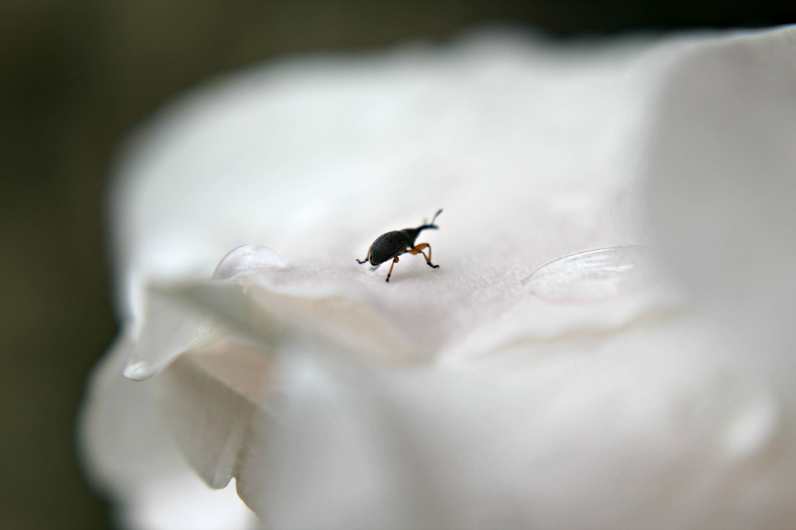 Fonds d'cran Animaux Insectes - Divers 