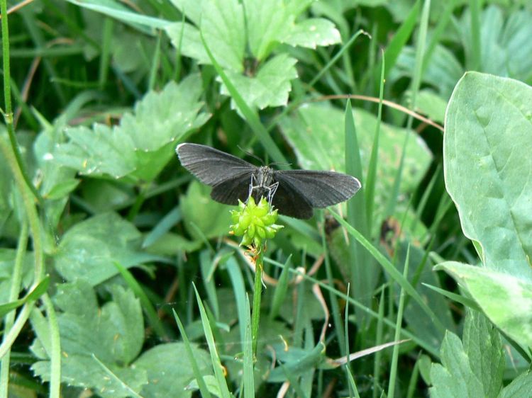 Fonds d'cran Animaux Insectes - Papillons Papillon noir