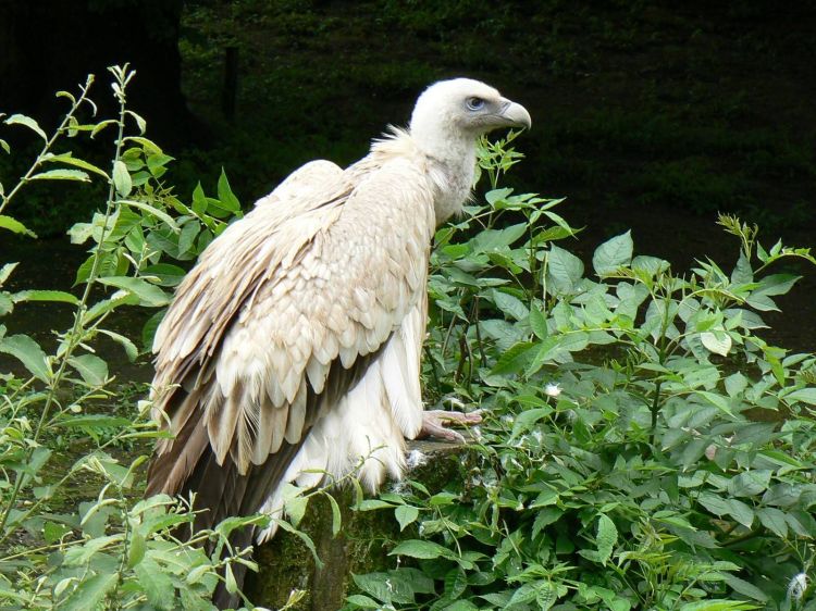 Wallpapers Animals Birds - Vultures Vautour