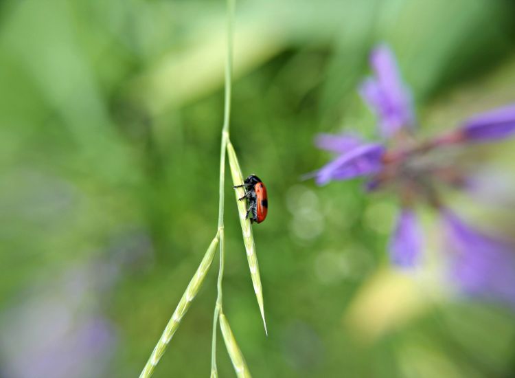 Fonds d'cran Animaux Insectes - Divers Wallpaper N433454