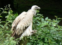 Fonds d'cran Animaux Vautour