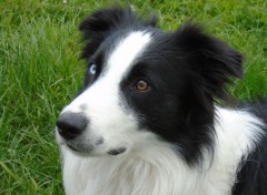  Animals Border Collie