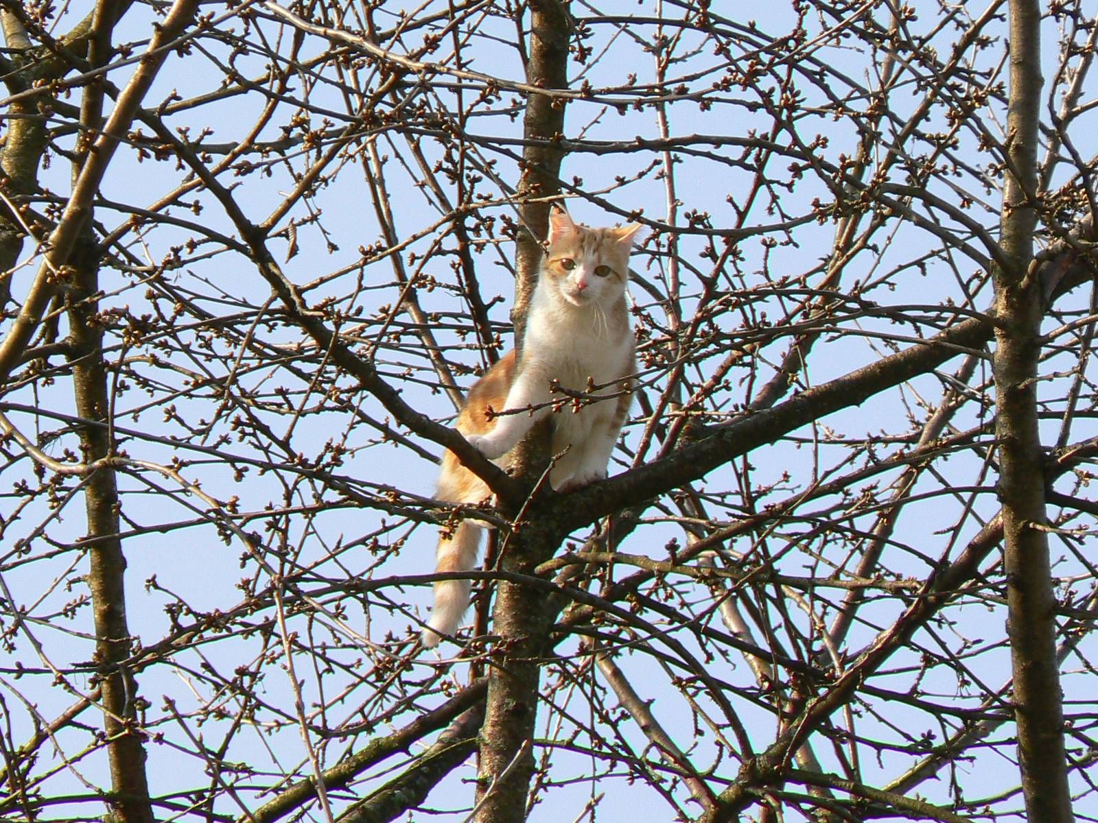 Fonds d'cran Animaux Chats - Chatons Chat dans un arbre