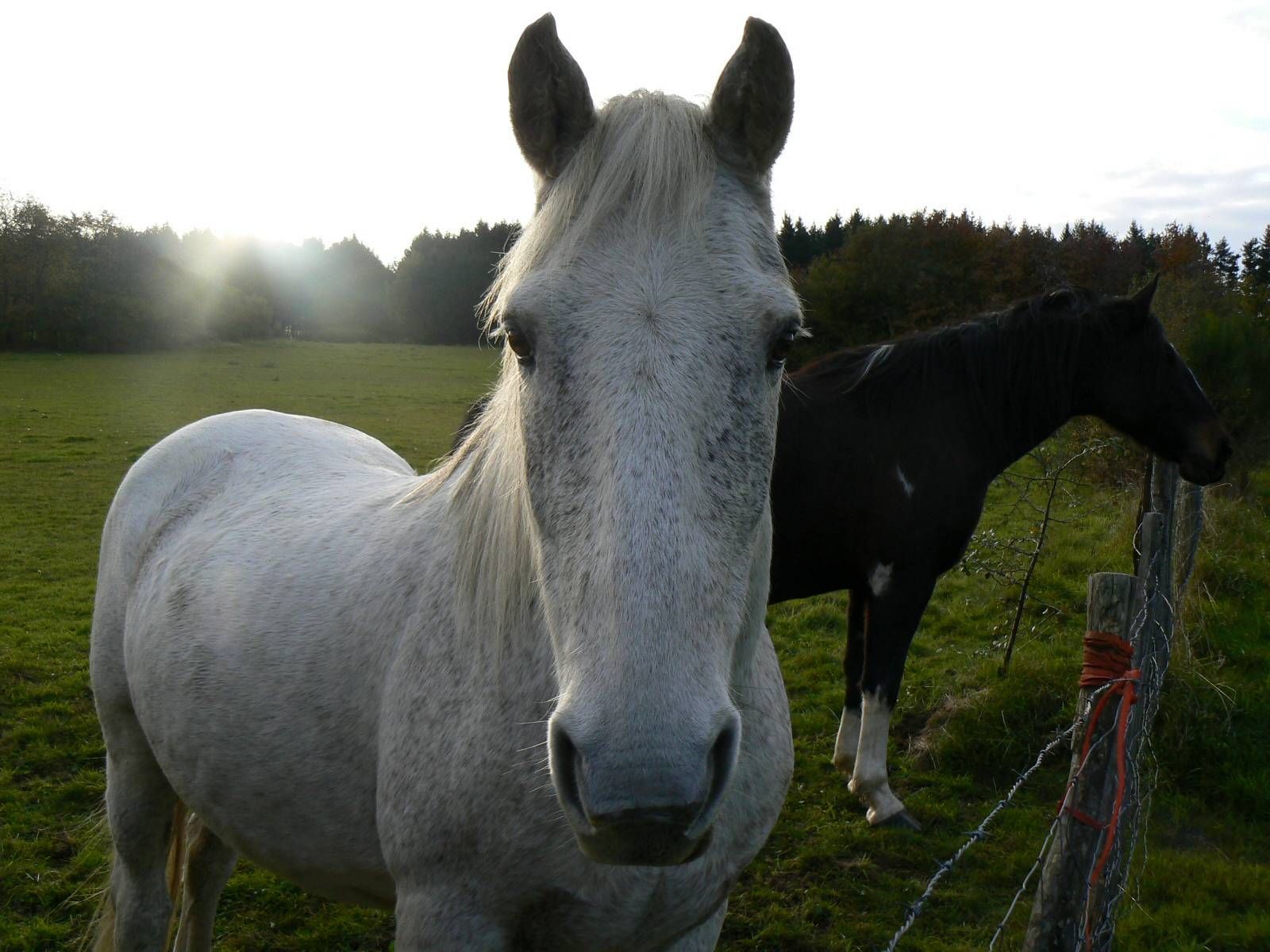 Fonds d'cran Animaux Chevaux Chevaux