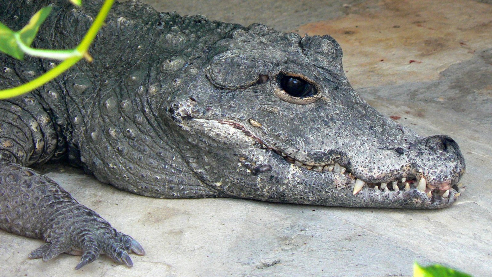 Fonds d'cran Animaux Crocodiles - Alligators - Camans Portrait d'un crocodile 