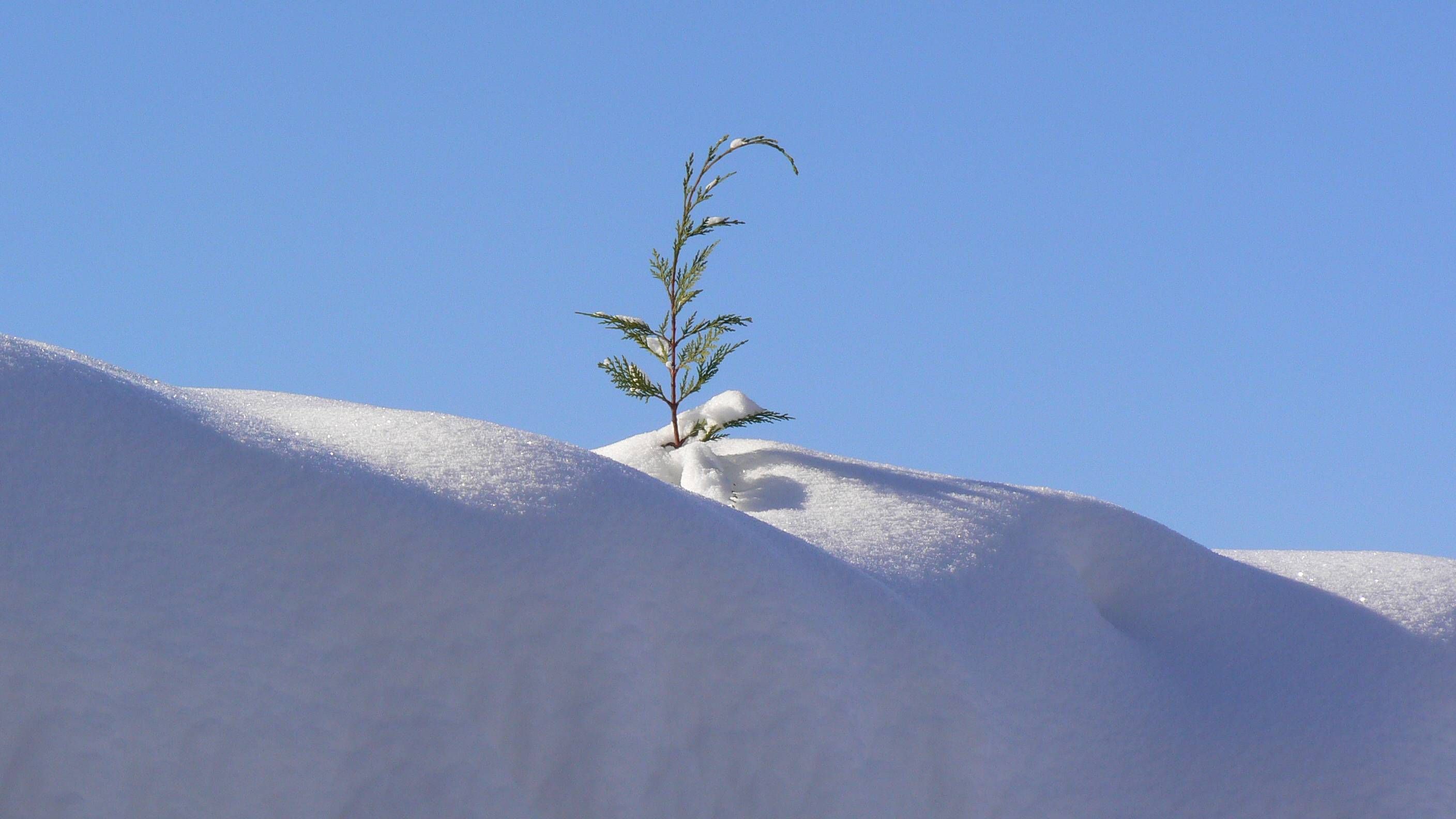 Fonds d'cran Nature Saisons - Hiver Cyprs qui perce la neige