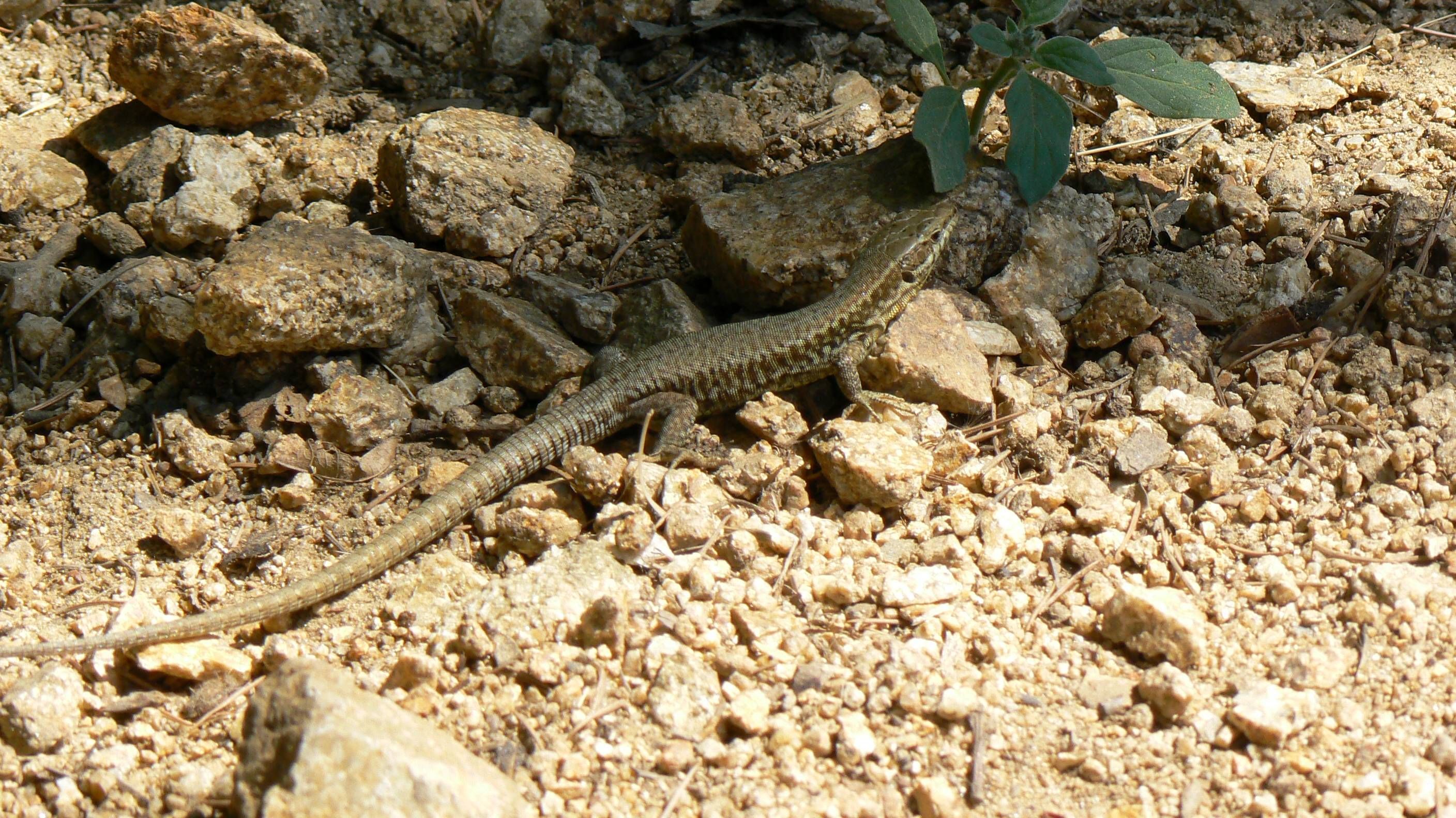 Fonds d'cran Animaux Lzards - Iguanes Lézard des murailles