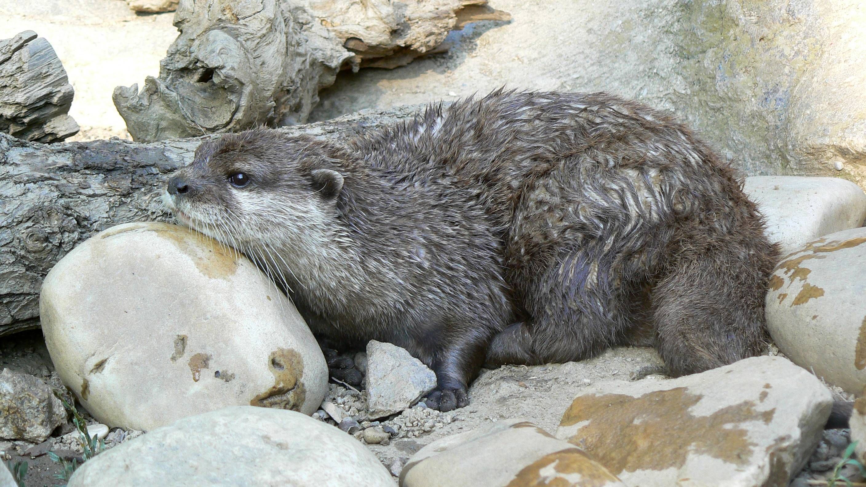 Wallpapers Animals Otters Loutre après la baignade