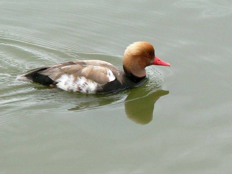 Wallpapers Animals Birds - Ducks Canard