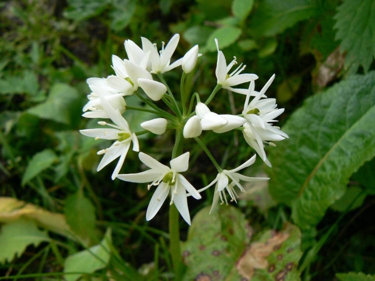 Fonds d'cran Nature Fleurs Ail des ours