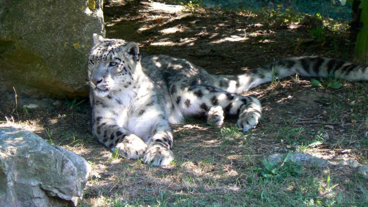 Fonds d'cran Animaux Flins - Lopards Léopard Safari de Peaugres