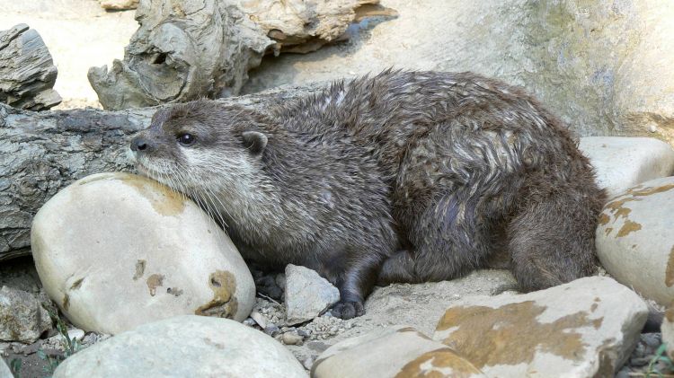 Fonds d'cran Animaux Loutres Loutre après la baignade