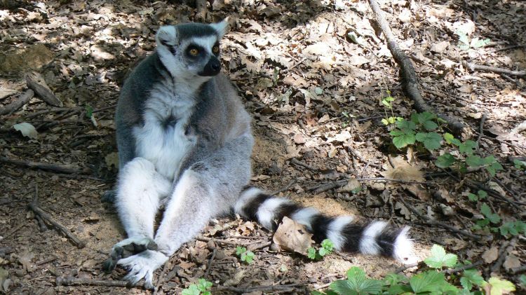 Fonds d'cran Animaux Lmuriens Lémurien