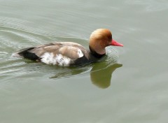  Animals Canard